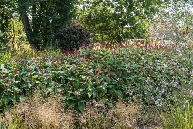 Naturalny ogród z trawami De Tuin van Fortmond