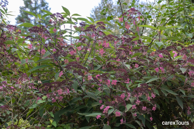 Jardin Agapanthe w Normandii