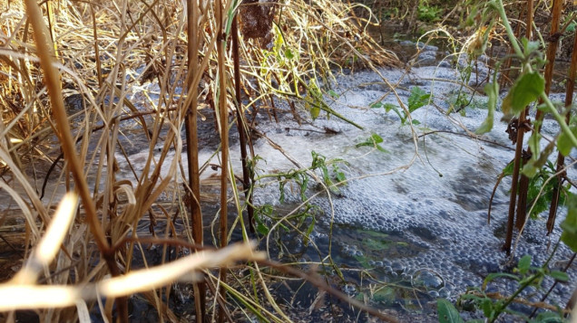 sponge garden w rotterdamie, ogród retencyjny