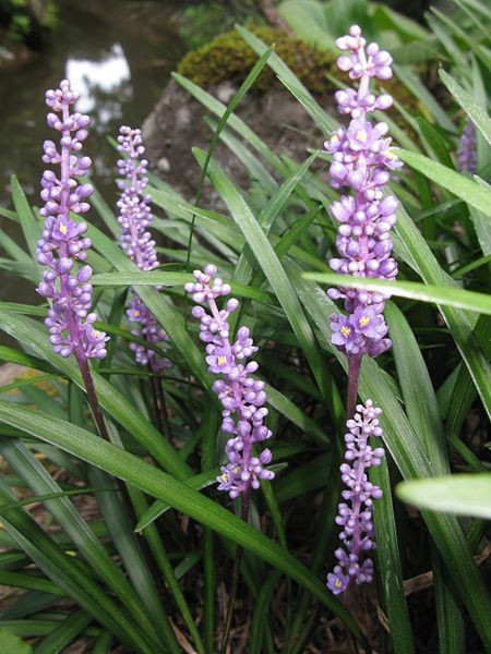Liriope szafirkowata