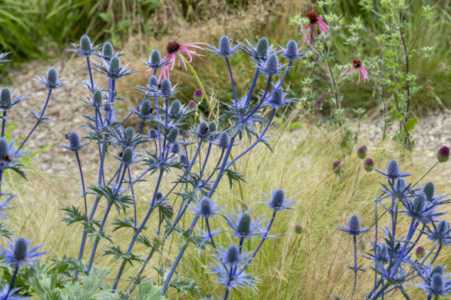 Chilterns Garden ze stawem rosowym