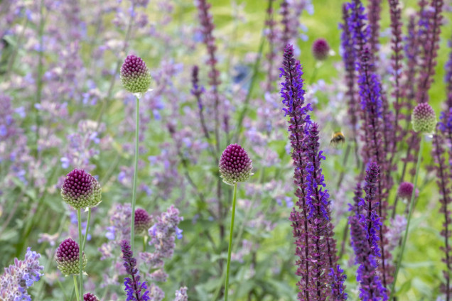 Chilterns Garden ze stawem rosowym