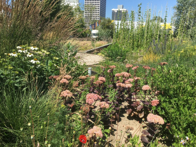 sponge garden w rotterdamie, ogród retencyjny