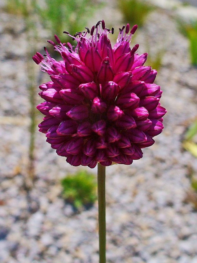 Czosnek główkowaty