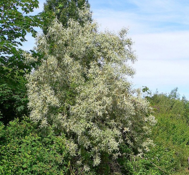 Oliwnik wąskolistny