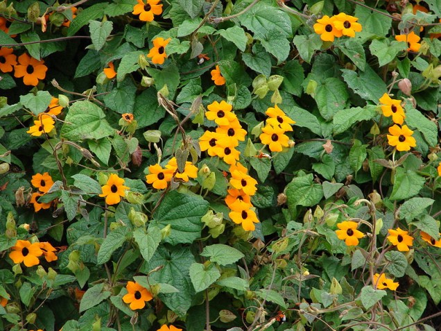 Tunbergia oskrzydlona