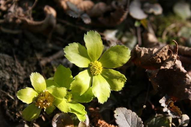 Cieszynianka wiosenna
