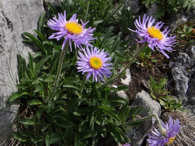 Aster alpejski 