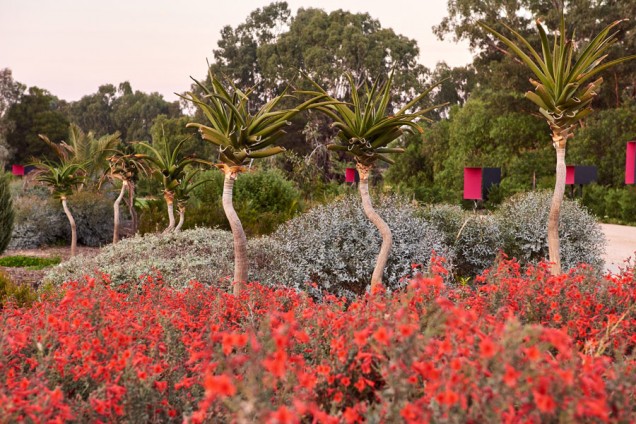 ogród botaniczny w Australii 