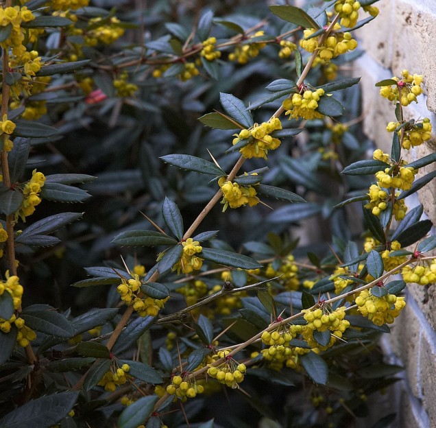 Berberys Julianny
