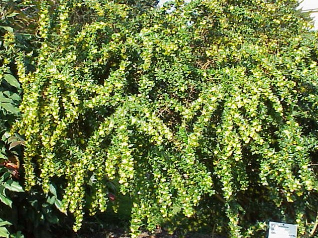 Berberys brodawkowaty