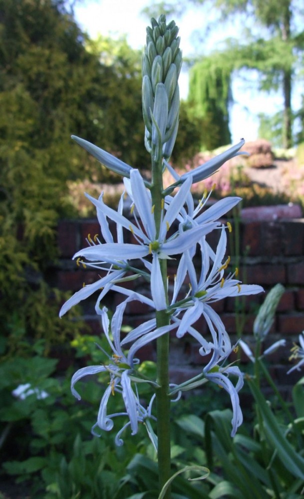 Kamasja Leichtlina
