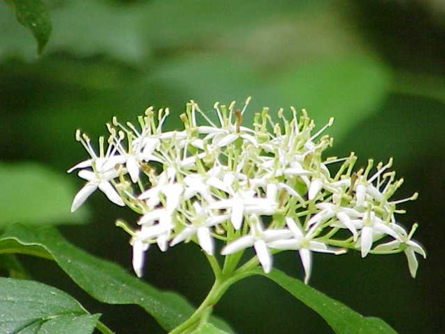 Dereń świdwa