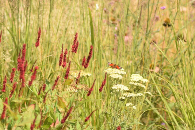 Naturalistyczny ogród w Krakowie