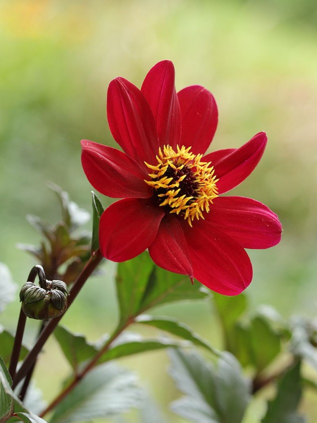 Dalia ogrodowa