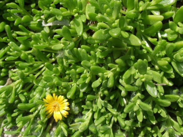 Delosperma