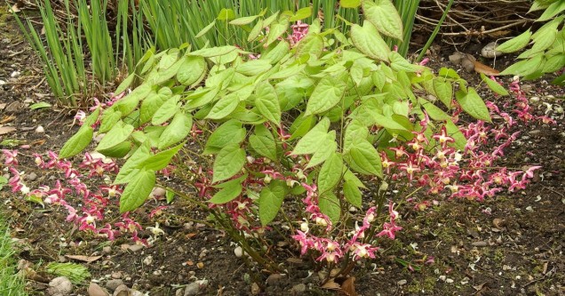 Epimedium czerwone