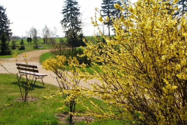 przycinanie roślin