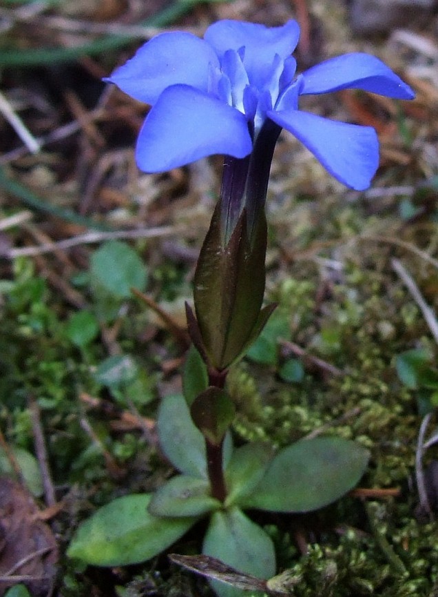 Goryczka wiosenna