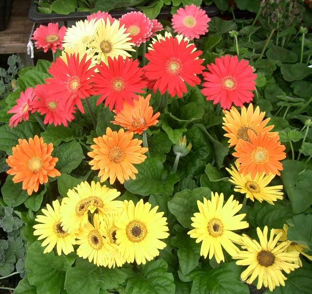 Gerbera miniaturowa
