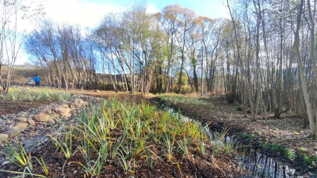 Naturalistyczny ogród deszczowy w Szczytnej