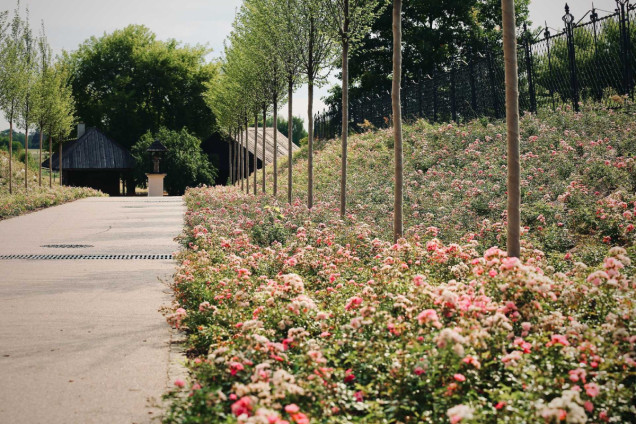 Niepołomickie Błonia: wyjątkowy park nad Wisłą