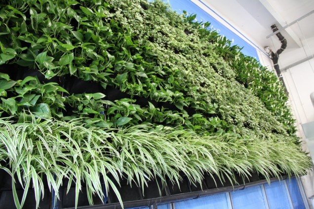 Zielona ściana roślin kontra fermaldehyd