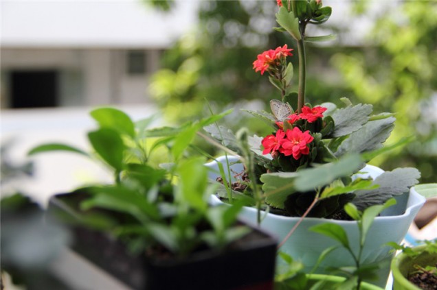 Kalanchoe Blossfelda