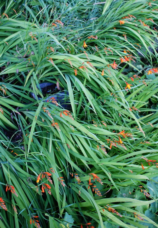 krokosmia 