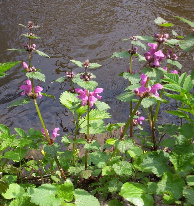 Jasnota plamista 