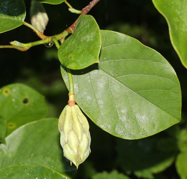 Magnolia Siebolda