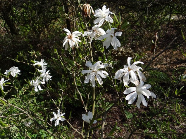 Magnolia gwiaździsta