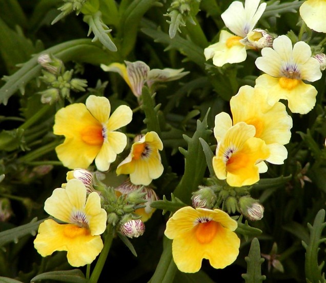 Nemezja powabna