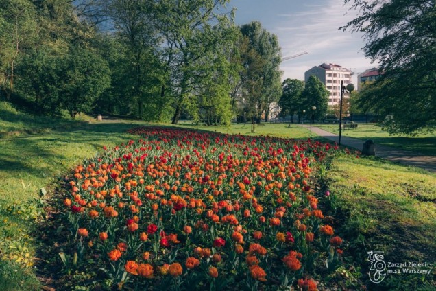 Tulipany w Pałacu Kazimierzowskim w Warszawie