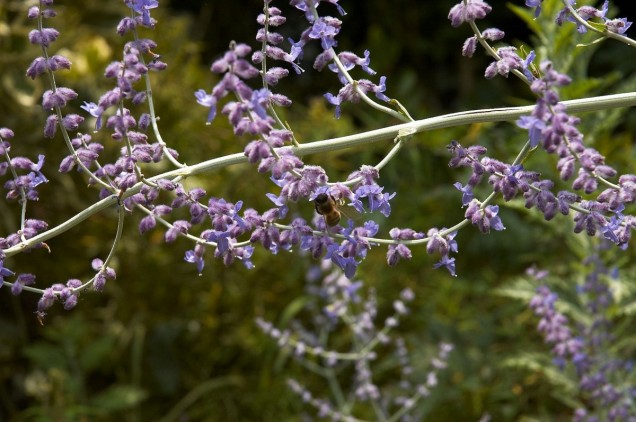 Perowskia lobodolistna