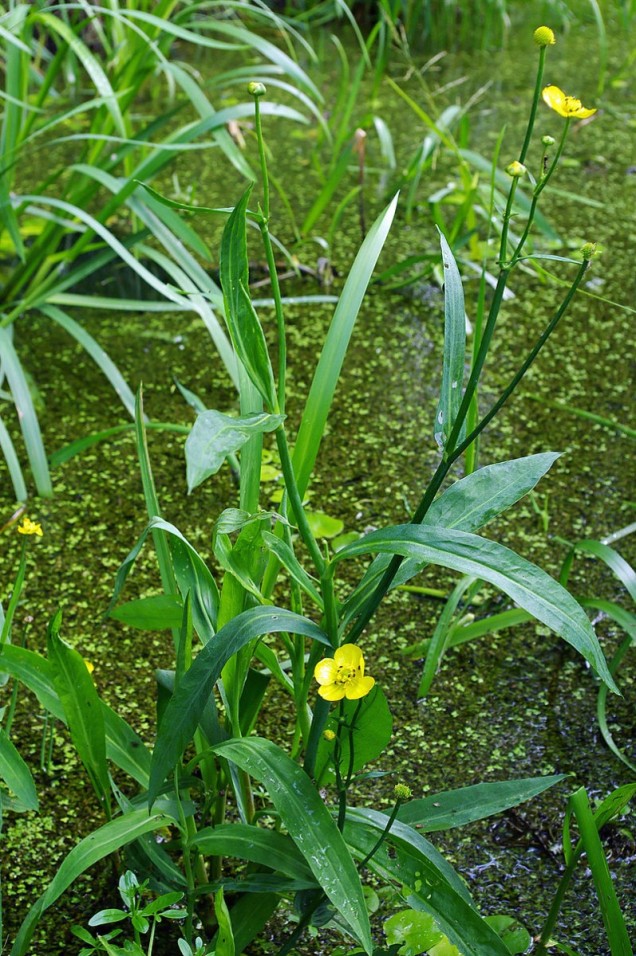 Jaskier wielki