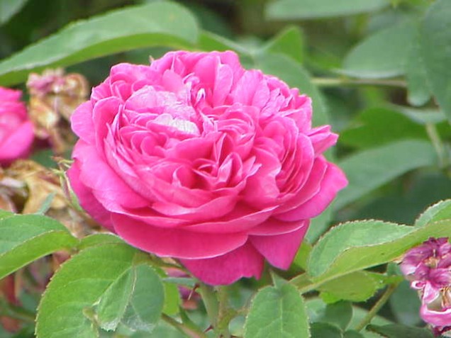 Róża damasceńska