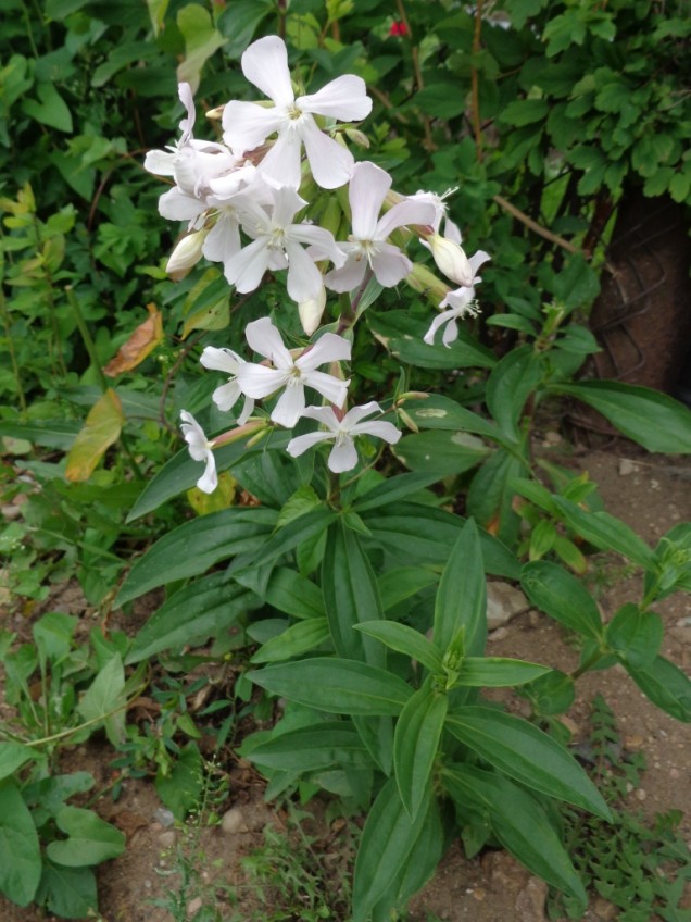 Mydlnica lekarska