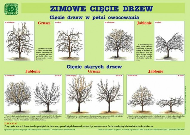 przycinanie roślin
