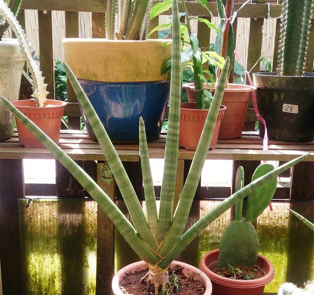 Sansewieria cylindryczna