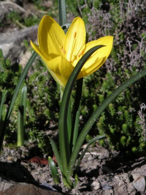 Sternbergia żółta 