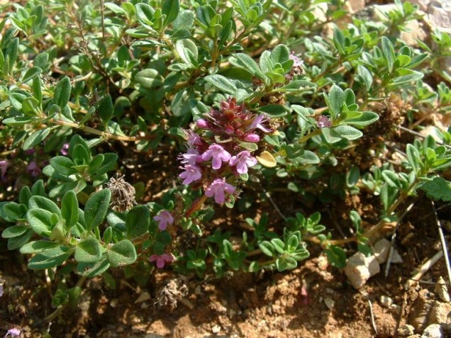 Macierzanka piaskowa 