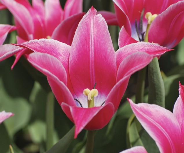 Tulipan liliokształtny