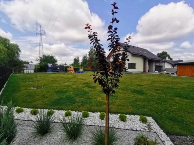geometryczny ogród