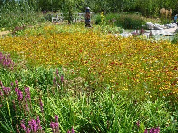 bardziej dekoracyjna forma ogrodu deszczowego (źródło httplandarchs.comrain-gardens-essential-guide)