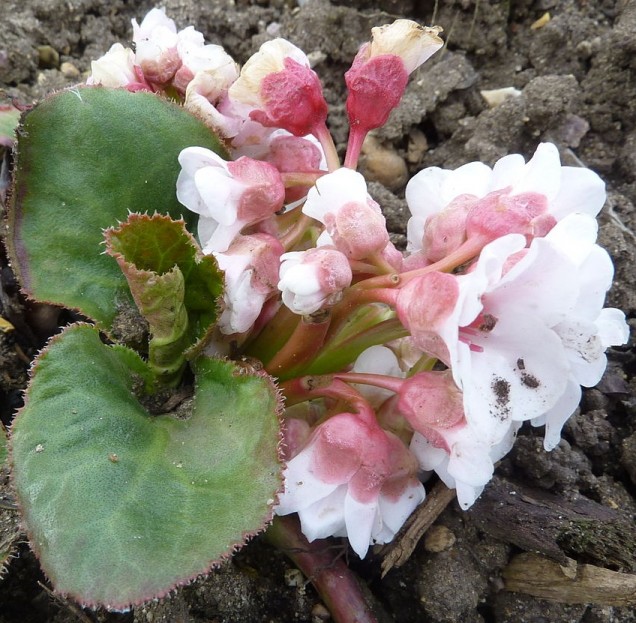 Bergenia orzęsiona