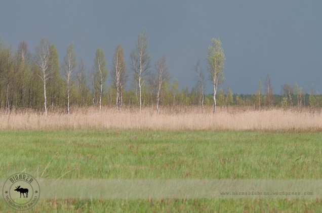 Kładka Długa Luka