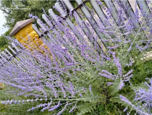 Wiejski ogród od InGarden, fot. InGarden