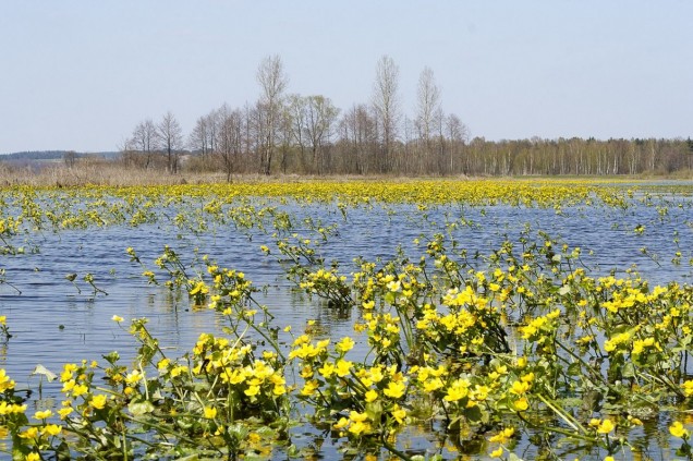 Knieć błotna 