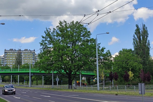 Dąb w Lublinie (woj. lubelskie)